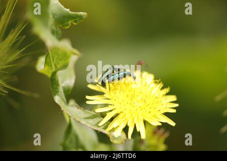 senecio gallicus eine schöne gelbe Blume mit einem Insekt Stockfoto