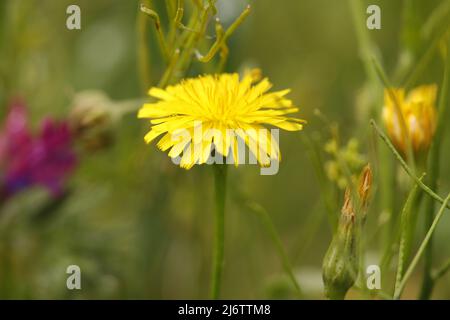 senecio gallicus eine schöne gelbe Blume Stockfoto