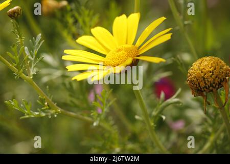 senecio gallicus eine schöne gelbe Blume Stockfoto