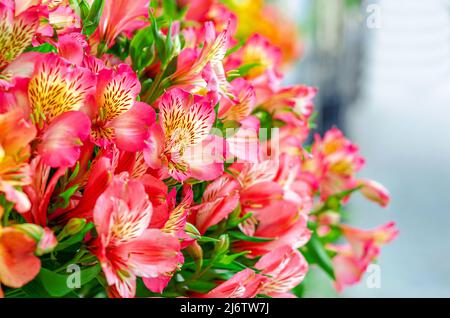 Astromerie. Helles Bouquet von farbigen Blumen. Unscharfer Hintergrund Stockfoto