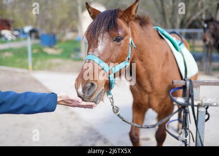 Männliche Hand füttert ein Pferd. Pflege und Liebe für die Tiere. Nahaufnahme Stockfoto