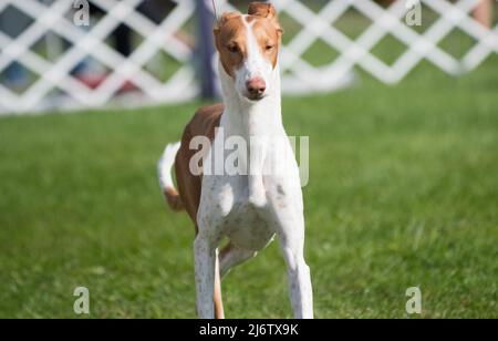 Ibizan Hound geht in Richtung Kamera Stockfoto