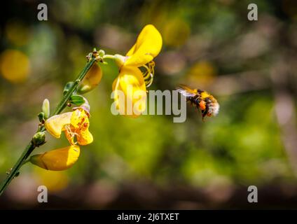 Eine Hummel fliegt an einer gelben Besenblume, Pollen, die an ihrem Hinterbein in ihrem Pollenkorb (oder Corbicula) an den Scopal-Haaren befestigt sind, Garten in Surrey, Großbritannien Stockfoto