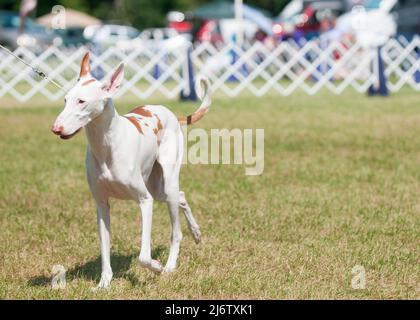 Meist weißer ibizanischhund, der auf Gras läuft Stockfoto