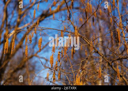 Erle. Erlenzweig im frühen Frühjahr. Stockfoto