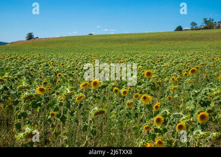 Sonnenblumenfeld. Calatañazor, Provinz Soria, Castilla Leon, Spanien. Stockfoto