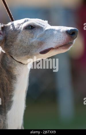 Greyhound-Porträt im Profil Stockfoto