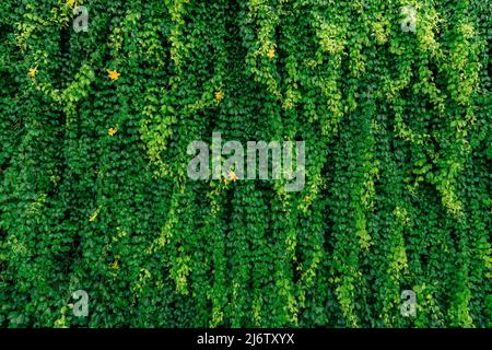 Grüne Weinrebe Öko-Wand. Grüne schleichende Pflanze mit nassen Blättern, die nach Regen an die Wand klettern. Grün hinterlässt Textur Hintergrund. Grüne Efeu-Blätter mit Regen Stockfoto