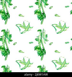 Pflanzen Sie grüne Bohnen, Haricot Aquarell nahtlose Muster isoliert. Grüne Blätter, Bohnen, Hülse, Hülse, Samen, Gemüse. Handbemalt für Design-Menü, Wrapp Stockfoto