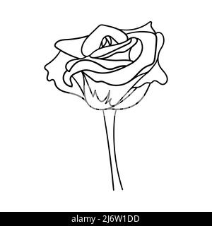 Eine blühende Rosenknospe. Blume mit Blütenblättern und Stiel. Dekoratives Designelement zum Valentinstag. Eine einfache Illustration ist von Hand gezeichnet und auf einem isoliert Stock Vektor