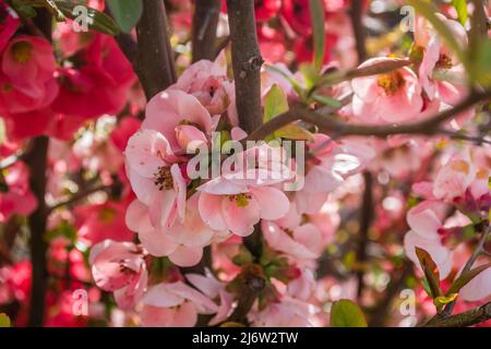 Rote Blüten blühender japanischer Quitte in der Frühjahrssaison an einem sonnigen Tag. Stockfoto