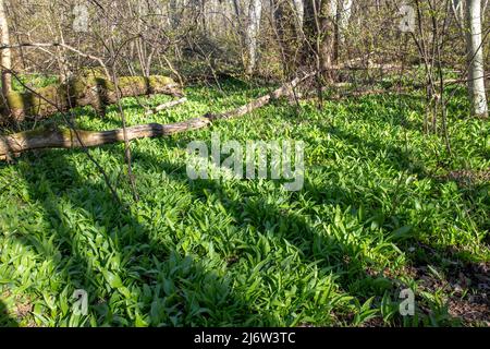 Wilder Knoblauch, Allium ursinum üppig grüne Blätter wachsen im Frühjahr in Estland im Wald. Aromatisch schmackhafte essbare Pflanze, die für Lebensmittel verwendet wird. Stockfoto