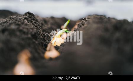 Der Prozess der Pflanzung von Zwiebeln im Garten. Glühlampe in eine Vertiefung im Boden Stockfoto