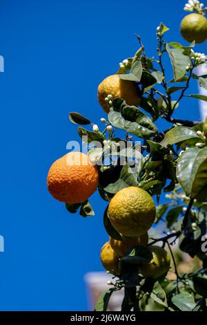 Reife Orangen auf Baum bei starkem Sonnenschein Stockfoto