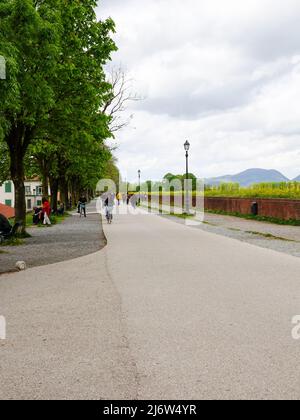 Menschen wandern, laufen, radeln auf der Renaissance-Mauer, die die Stadt Lucca, Italien, umgibt. Stockfoto