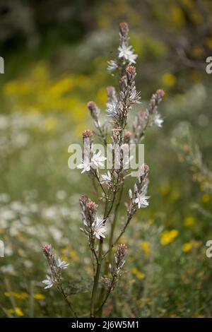 Flora von Gran Canaria - Asphodelus ramosus, verzweigter Asphodel, blumiger Hintergrund Stockfoto