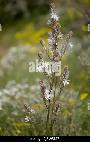 Flora von Gran Canaria - Asphodelus ramosus, verzweigter Asphodel, blumiger Hintergrund Stockfoto