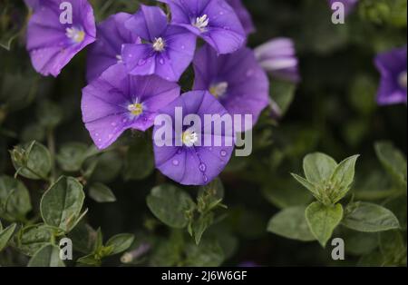 Convolvulus sabatius, blaue Felsenbindekraut, natürlicher Makro-floraler Hintergrund Stockfoto