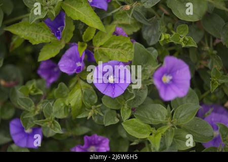 Convolvulus sabatius, blaue Felsenbindekraut, natürlicher Makro-floraler Hintergrund Stockfoto