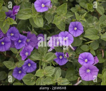 Convolvulus sabatius, blaue Felsenbindekraut, natürlicher Makro-floraler Hintergrund Stockfoto