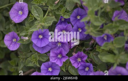 Convolvulus sabatius, blaue Felsenbindekraut, natürlicher Makro-floraler Hintergrund Stockfoto