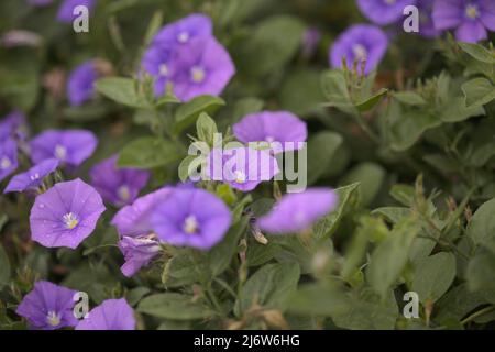 Convolvulus sabatius, blaue Felsenbindekraut, natürlicher Makro-floraler Hintergrund Stockfoto