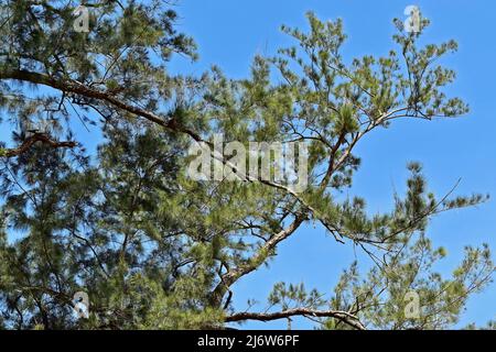 Casuarina-Baumbanden (Casuarina equisetifolia) Stockfoto