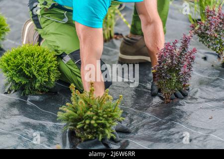 Professioneller kaukasischer Landschaftsgärtner, der Weed-Kontrollgewebe-Material in einem Wohngarten installiert, um Weed-Verteilung zu kontrollieren. Stockfoto