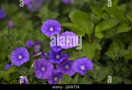 Convolvulus sabatius, blaue Felsenbindekraut, natürlicher Makro-floraler Hintergrund Stockfoto