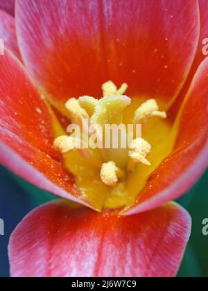 Makroaufnahme der roten Tulpenblume mit Fokus auf Pistill in geringer Schärfentiefe Stockfoto