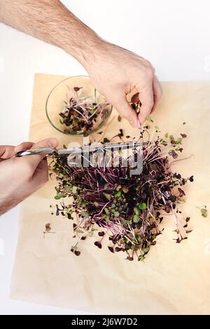 Männliche Hände schneiden mikrogrüne Rettichsprossen mit einer Metallschere in eine Glasplatte. Grüne Blätter und lila Stängel auf Kraftpapier. Das Konzept der veganen und gesunden Ernährung. Keimung der Samen zu Hause. Stockfoto