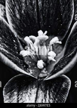 Monochrome Makroaufnahmen von Tulpenblüten mit Fokus auf Pistill in geringer Schärfentiefe Stockfoto