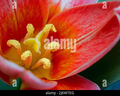 Makrobild der roten Tulpenblume mit Fokus auf Pistill und Staubgefäßen in geringer Schärfentiefe Stockfoto