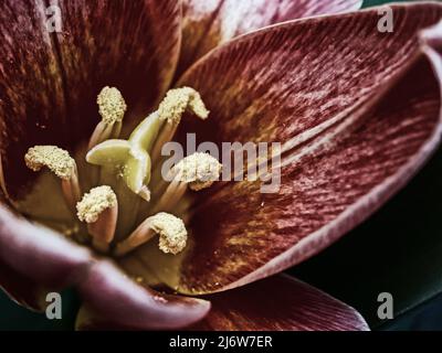 Makrobild der dunkelroten Blume einer Tulpe mit Fokus auf dem Stempel und Staubgefäßen in geringer Schärfentiefe Stockfoto