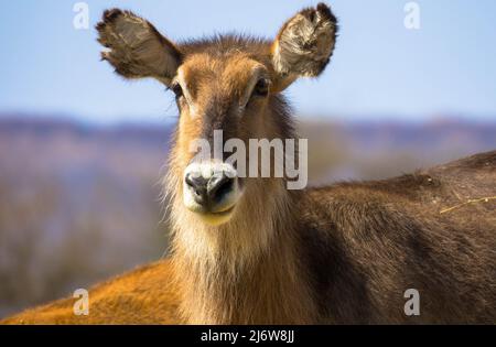 Ein Nahaufnahme-Porträt eines weiblichen Wasserbucks. Gesehen auf der Wildbahn im afrikanischen Wildreservat. Stockfoto