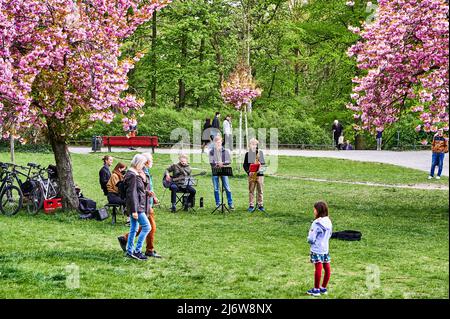 Berlin, Deutschland - 1. Mai 2022: Szene im Berliner Lilienthalpark mit jungen Musikern unter rosa blühenden japanischen Kirschbäumen. Stockfoto