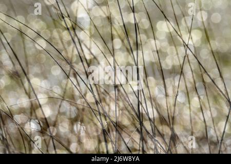 Grashalme, Nahaufnahme Stockfoto