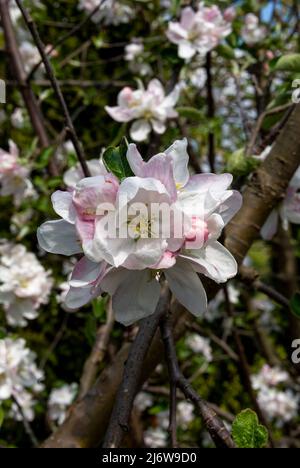 Apfelblüten – Obstgarten – Nahaufnahme eines Blumenzweiges. Stockfoto