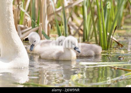 Nahaufnahme von Schwanen/Cygnets, die in einem Teich schwimmen Stockfoto