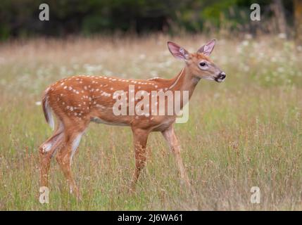 Wildschwanzwild beim Wandern im Wald in Kanada Stockfoto