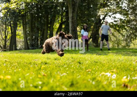 Junge asiatische Frau und weißer Mann mit ihrem Pudel laufen und laufen in der Frühlingssonne im Park Stockfoto