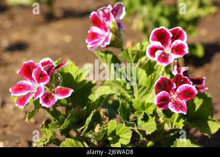Geranium Elegance, Kaiserliche Pflanze burgundisch-violett, Mehrjährige Blumen. Hochwertige Fotos Stockfoto