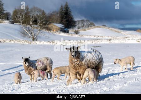 Maultier-Mutterschafe mit Lämmern zu Fuß im Schnee auf Hochlandweiden, Wensleydale, North Yorkshire, Großbritannien. Stockfoto