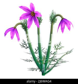 3D Darstellung einer Pulsatilla- oder Pasque-Blume oder Windblume oder Präriekrokus oder Osterblume oder Wiesenanemone isoliert auf weißem Hintergrund Stockfoto