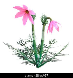 3D Darstellung einer Pulsatilla- oder Pasque-Blume oder Windblume oder Präriekrokus oder Osterblume oder Wiesenanemone isoliert auf weißem Hintergrund Stockfoto