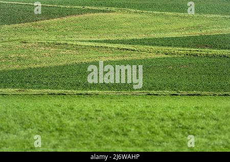 Landwirtschaftliche Felder in der Nähe von Gewissenruh, Wesertal, Weserbergland, Hessen, Deutschland Stockfoto