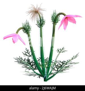 3D Darstellung einer Pulsatilla- oder Pasque-Blume oder Windblütenoder Präriekrokus oder Osterblume oder Wiesenanemone isoliert auf weißem Hintergrund Stockfoto