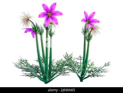 3D Darstellung einer Pulsatilla- oder Pasque-Blume oder Windblume oder Präriekrokus oder Osterblume oder Wiesenanemone isoliert auf weißem Hintergrund Stockfoto