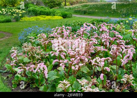 Bergenia Cordifolia (Elefantenohren). Eine immergrüne mehrjährige Pflanze mit Massen von rosa Blüten im Frühjahr. Stockfoto