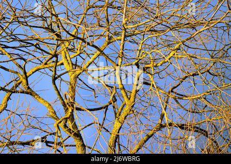 Weidenbaum, Weserbergland, Hessen, Deutschland Stockfoto